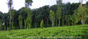 Residential Land for immediate sale in Anappara Wayanad Kerala,  India