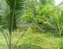 Residential Plot - 43 cents  for sale -  5 KMS from Kottayam