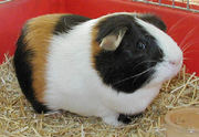 gini pig for sale; rs 200 good quality.................................