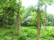 Residential land for sale in Pazhnana