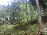  1 acre rubber estate for sale at keerithodu, idukki.