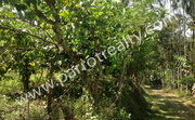 25cent Land for Sale near Kenichira