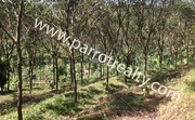 Well located 7acre Farm house for sale in Mananthavady