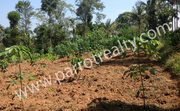 30cent Land for Sale in Kenichira