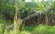  2.15acre land for sale in Venniyode  