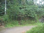 1.70 acres with excellent scenic view for sale in meppadi, wayanad