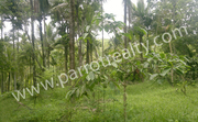 Beautiful 3.15acre agricultural land for sale in Kappiset 