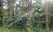 30cent Land for Sale in Koolivayal for 65000/cent 