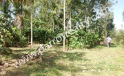 60cent land for sale in kenichira for 65000/cent