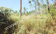 20 cent land for sale near Karyampadi for 60000/cent 