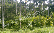 1.17acre land for Sale near Meenangadi for 15lakh