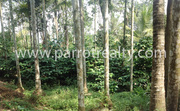 23cent land for sale in Malavayal for 4lakh