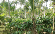 50cent land for sale in Manalvayal for 15lakh