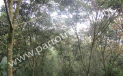 1.75acre land with an independent house for sale