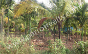 Investment Opportunity - 20cent land in panamaram