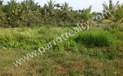 10cent plot for sale in Prime Location of Panamaram