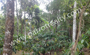 50cent land for sale in Erulam for 18lakh