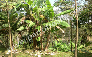 6.75acre Agricultural land for sale in Kundala,  WAYANAD