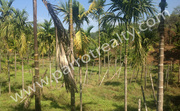  less price in 7.60acre Agricultural land at Valad,  wayanad