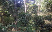 1acre Agricultural land for sale in Vellamunda 