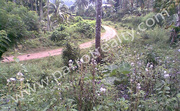 Prime Land -16 cents for Sale in Meenangadi Town, wayanad