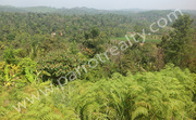 Beautiful 1.5acre land for sale in Vellamunda