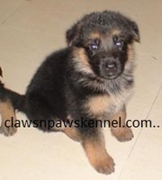 GSD puppies  available FOR SALE AT (9830064171)