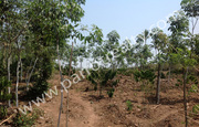 2.70acre Rubber plantation land for sale in Nadavayal