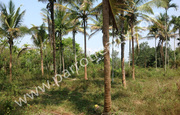 River Side 3.6acre land for sale in Panamaram