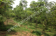 Reasonable rate 4 acre with a small house in Payyampilly 