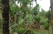 20 cent land w for sale in Vazhavatta