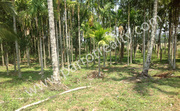 Well demanding 1acre land for sale in Neerittadi