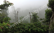 2.30acre land for sale in Rippon(Meppadi)