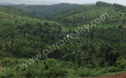 20cent land for sale in Rippon(Meppadi)