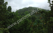 2acre land for sale in Padinjarathara for 50lakh