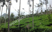 Excellent 20cent tea plantation land for sale in Mepadi