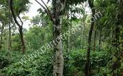 69 cent land for sale in cherukaattoor