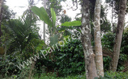  15cent land for sale in Cherukaattor