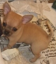 Chihuahua Puppies for Sale @ 09830064171