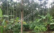 1 acre land for sale in Near Kenichira( Manalvayal)