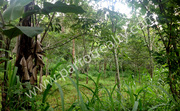 3.16 acre land for sale in Kenichira.