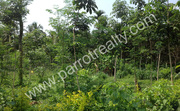 75 cent land for sale in Kenichira