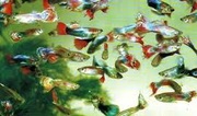 breeders of aquarium fish