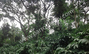 2acre Coffee land for sale in Mepadi