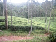 1.50 acrs tea plantation for sale near soojippara waterfalls, wayanad