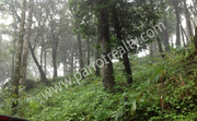 1 acre land for sale in Near Mepadi