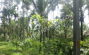 1.25 acre land for sale in near Kenichira