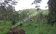 2 acre land for sale in Near Kallodi.wayanad