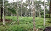 25 cent house plot for sale in near Nadavayal