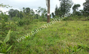 15 cent land for sale in near Muttil